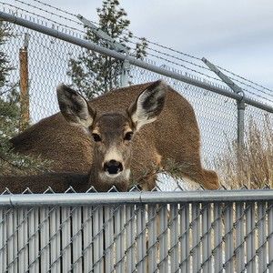 Meet your Posher, Monica